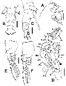 Species Cymbasoma apicale - Plate 2 of morphological figures
