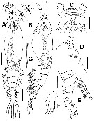 Species Cymbasoma constrictum - Plate 1 of morphological figures