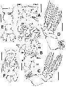 Species Cymbasoma constrictum - Plate 2 of morphological figures