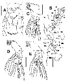 Species Cymbasoma lenticula - Plate 2 of morphological figures