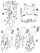 Species Cymbasoma astrolabe - Plate 2 of morphological figures