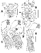 Species Cymbasoma marioeduardoi - Plate 2 of morphological figures