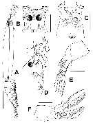 Species Cymbasoma jinigudira - Plate 1 of morphological figures