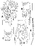 Species Cymbasoma jinigudira - Plate 2 of morphological figures