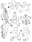 Species Cymbasoma jinigudira - Plate 4 of morphological figures