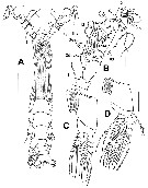 Espèce Cymbasoma jinigudira - Planche 5 de figures morphologiques