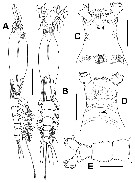 Espèce Cymbasoma solanderi - Planche 1 de figures morphologiques