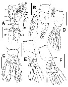 Species Cymbasoma solanderi - Plate 2 of morphological figures