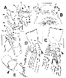 Espèce Cymbasoma agoense - Planche 2 de figures morphologiques