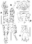 Espèce Cymbasoma leighrandalli - Planche 1 de figures morphologiques