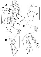 Espèce Cymbasoma leighrandalli - Planche 2 de figures morphologiques