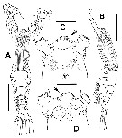 Species Cymbasoma clairejoanae - Plate 1 of morphological figures