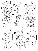 Species Cymbasoma tranteri - Plate 1 of morphological figures