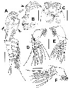 Species Cymbasoma tharawalorum - Plate 1 of morphological figures