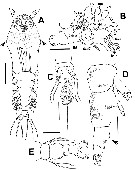 Species Cymbasoma tharawalorum - Plate 2 of morphological figures