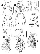 Species Cymbasoma paraconstrictum - Plate 2 of morphological figures