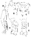 Species Cymbasoma strzeleckii - Plate 1 of morphological figures
