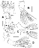 Species Cymbasoma strzeleckii - Plate 2 of morphological figures