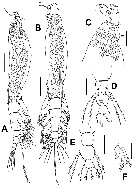 Species Cymbasoma sp. - Plate 1 of morphological figures