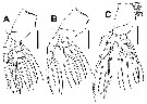 Species Cymbasoma sp. - Plate 2 of morphological figures