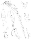 Species Paraeuchaeta biloba - Plate 5 of morphological figures