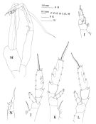 Species Paraeuchaeta biloba - Plate 6 of morphological figures