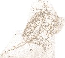 Species Clausocalanus furcatus - Plate 26 of morphological figures