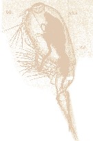 Espèce Farranula rostrata - Planche 15 de figures morphologiques