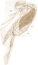 Species Clausocalanus furcatus - Plate 27 of morphological figures