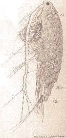 Species Acartia (Acartiura) clausi - Plate 49 of morphological figures
