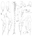 Espèce Euchirella rostrata - Planche 6 de figures morphologiques