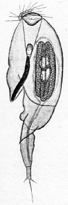 Species Farranula rostrata - Plate 16 of morphological figures