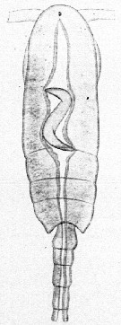 Species Clausocalanus furcatus - Plate 30 of morphological figures