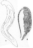 Species Clausocalanus furcatus - Plate 29 of morphological figures