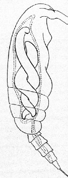 Espèce Paracalanus parvus - Planche 43 de figures morphologiques
