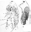 Species Acartia (Acartiura) clausi - Plate 50 of morphological figures