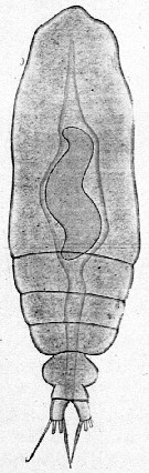Species Calocalanus styliremis - Plate 16 of morphological figures