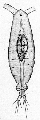 Species Calocalanus styliremis - Plate 15 of morphological figures