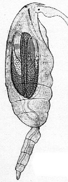 Species Clausocalanus furcatus - Plate 28 of morphological figures