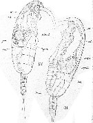 Species Paracalanus parvus - Plate 47 of morphological figures