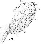 Espèce Paracalanus parvus - Planche 48 de figures morphologiques