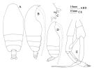 Espèce Euchirella latirostris - Planche 2 de figures morphologiques