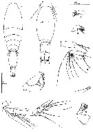 Species Oncaea tregoubovi - Plate 3 of morphological figures