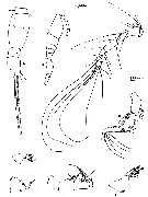 Espèce Conaea hispida - Planche 4 de figures morphologiques