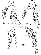 Espèce Conaea hispida - Planche 5 de figures morphologiques