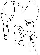 Espèce Conaea hispida - Planche 6 de figures morphologiques