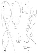 Espèce Euchirella truncata - Planche 3 de figures morphologiques