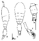 Espèce Oncaea rotunda - Planche 3 de figures morphologiques