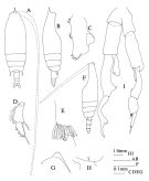 Species Gaetanus miles - Plate 3 of morphological figures