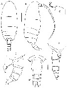 Species Vensiasa incerta - Plate 1 of morphological figures